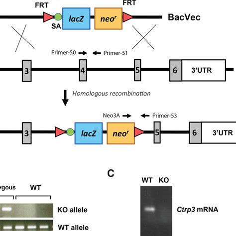 Generation Of Clq Tnf Related Protein Ctrp Knockout Ko Mice A