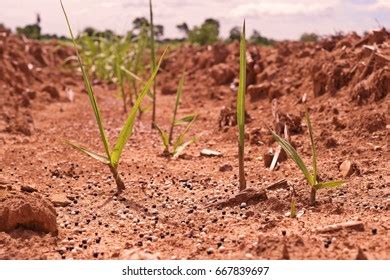 Fertilizer Application Sugarcane Seedlingbroadcast By Labor Stock Photo