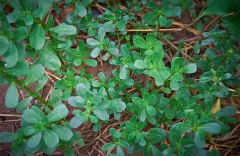 Purslane Uses And Plant Profile