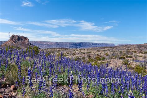 Big Bend Bluebonnets 3