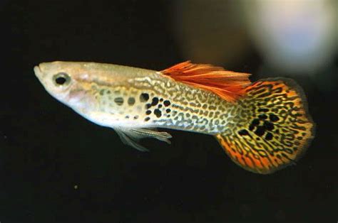 guppies - Tropical Fish Keeping Aquariums, Best Fish For Aquaponics ...