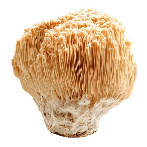 Large Lion S Mane Mushroom With Fluffy And Textured Appearance, Lions