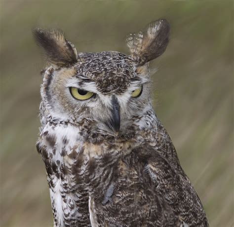 Northern Great Horned Owl Flickr Photo Sharing