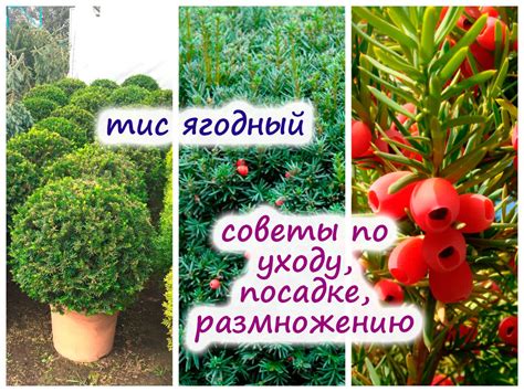 Тис ягодный: как правильно сажать, как ухаживать, размножать