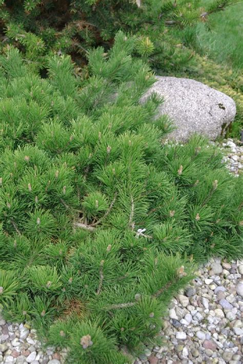 Buy Hillside Creeper Scotch Pine Pinus Sylvestris Free Shipping