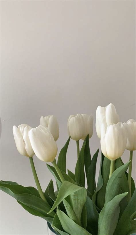 White tulips белые тюльпаны Flower aesthetic Nothing but flowers Tulips