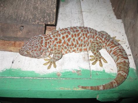 Tokay Gecko Facts And Pictures Reptile Fact