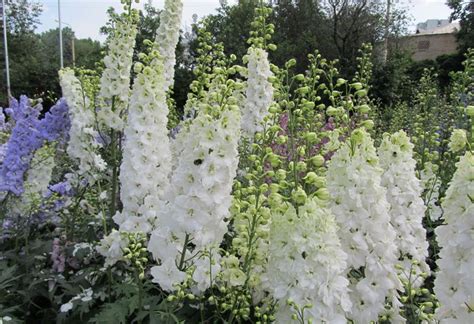 Выращивание дельфиниума (70 фото): сорта, условия, из семян, в открытом ...