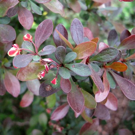 Berberis Thunbergii Epine Vinette De Thunberg à Feuillage Vert