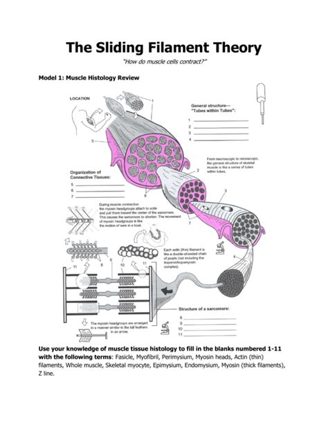 Sliding Filament Diagram Labeled