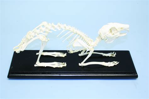 Skeleton - Rabbit - Biologyproducts.com