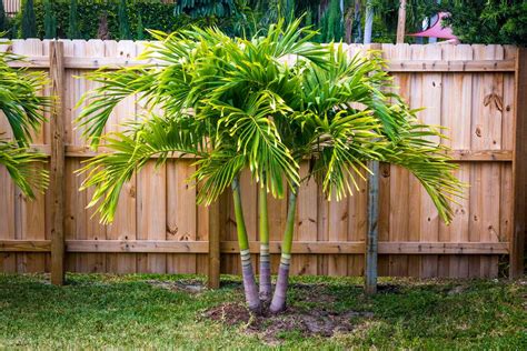 Tropical Palm Trees Landscape