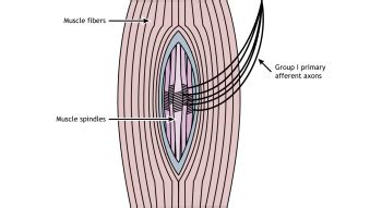 Spinal Control Of Movement Foundations Of Neuroscience