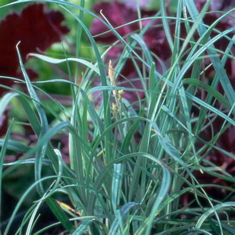 Graminées Carex Panicea Laîche Faux Panic En Vente Pépinière Lepage