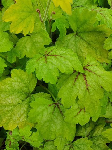 Heucherella 'Alabama Sunrise' | Shop Heucherella | Proctors Nursery