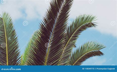 Foliage Of Palm Tree Stock Image Image Of California 118549775