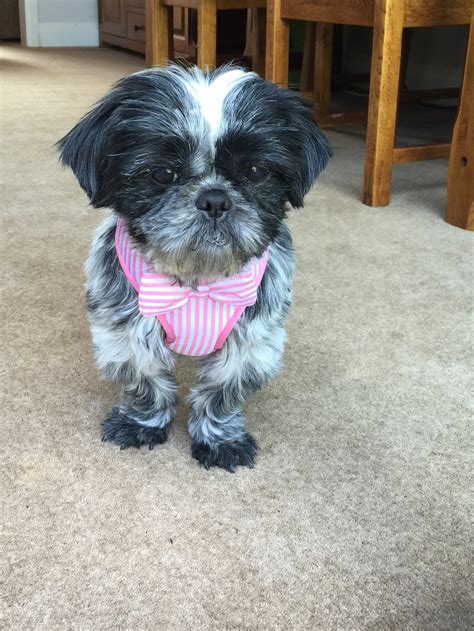 ROXY’S STORY – Southern Shih Tzu Rescue