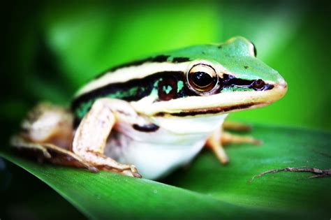 1920x1080 Wallpaper Green And White Frog Peakpx