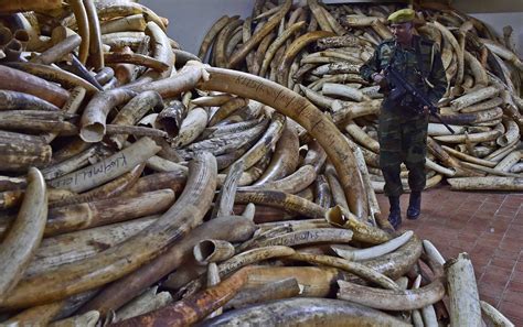 Follow The Money In The Illegal Wildlife Trade