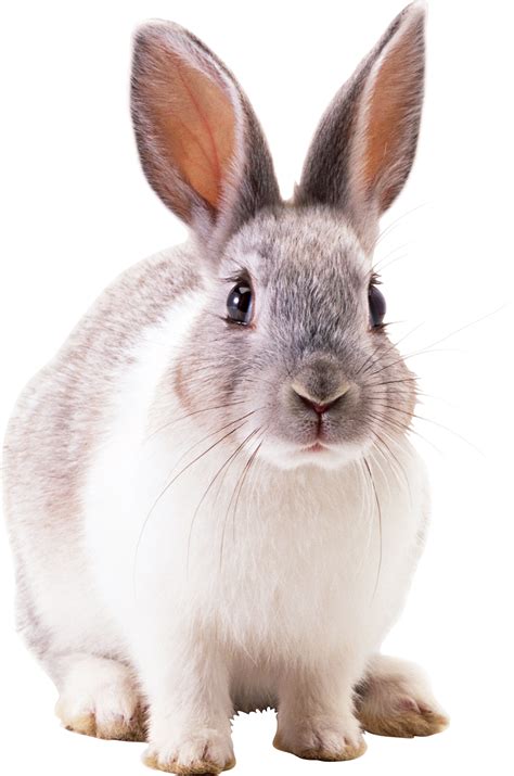 Rabbit Png Rabbit Transparent Background Freeiconspng Images