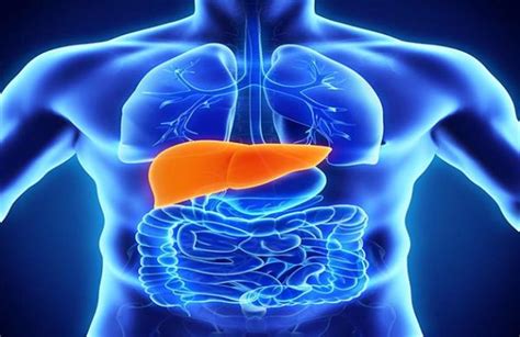 Why Is An Enlarged Liver Risk For Many Other Diseases Bansal Hospital Bhopal