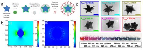 Schematic Representation Of SERRS Nanotag Structure For In Vivo Imaging