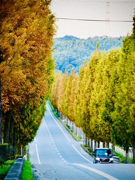 【超穴場】まるで北海道⁉️ここどこかわかる？メタセコイヤ並木and紅葉の絶景 （12月上旬まで） Garapagos絶景旅行提案が投稿した