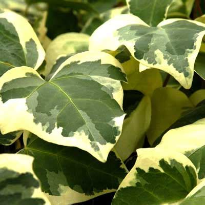 Variegated Algerian Ivy Neil Sperry S Gardens