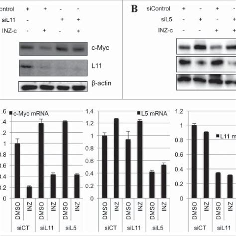 Rpl And Rpl Are Required For The Targeting Of C Myc By Inz C A