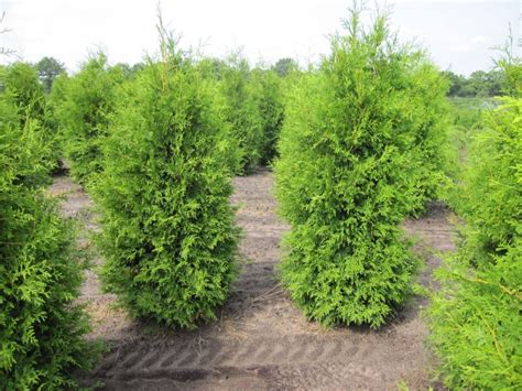Thuja occidentalis Brabant - Lebensbaum Brabant