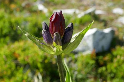 How To Grow Gentiana Purpurea Earthone