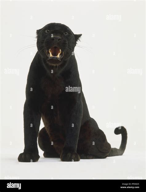 Sitting Black Leopard Or Black Panther Panthera Pardus Roaring And