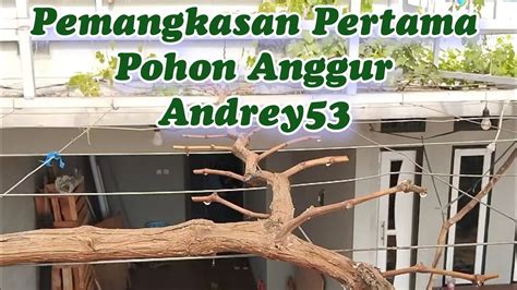 Eps 44 Pemangkasan Pertama Pohon Anggur Andrey53 YouTube