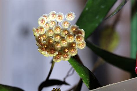 Hoya parviflora – A Tiny Treasure! | Vermont Hoyas
