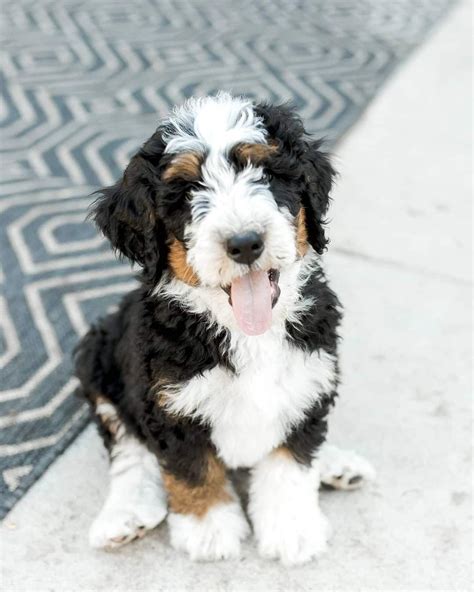 Bernedoodle Facts The Ultimate Bernedoodle Guide Artofit