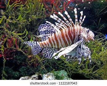 Lionfish Poisonous Fish Stock Photo 1122187043 | Shutterstock