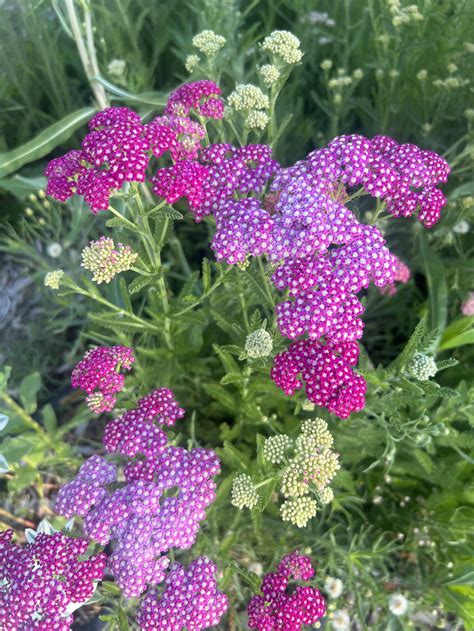 Yarrow — John's Plant Adventures