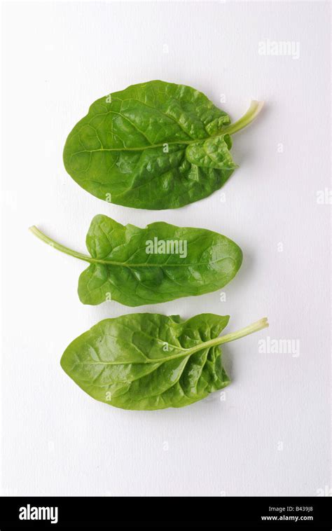 Fresh Spinach Shoots Stock Photo Alamy