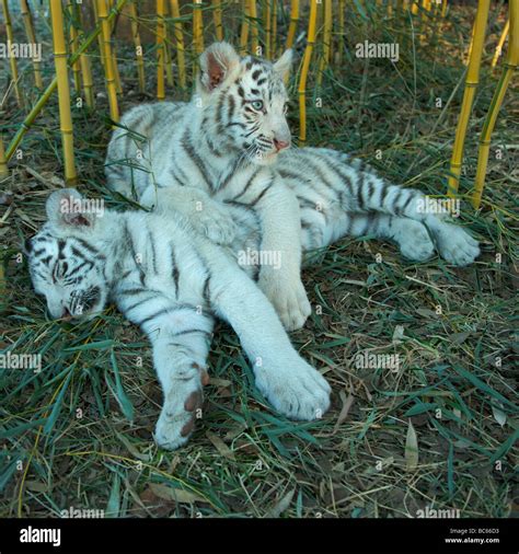 Bengal Tiger Cubs resting in the grass Nashville Zoo at Grassmere Nashville Tennessee Stock ...