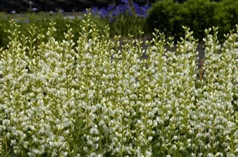 Some Very Pretty White Flowers In The Grass