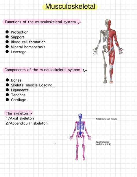 Solution Musculoskeletal System Studypool