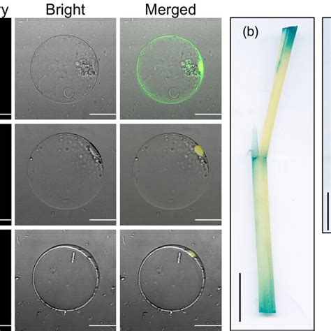 Expression Pattern Of TN1 A Subcellular Localization Of TN1GFP