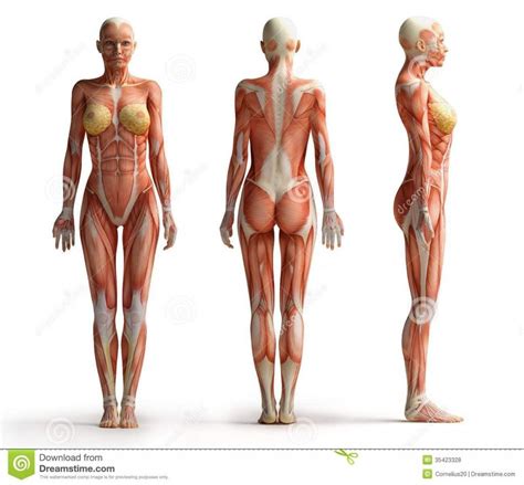 Anatomy Female에 있는 핀