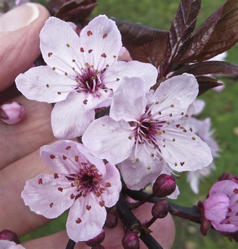 Cherry Plum - Tree Guide UK -Cherry Plum identification