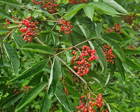 Is Red Elderberry Edible Is It Beneficial For Us