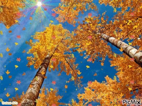 leaves falling  tree gif