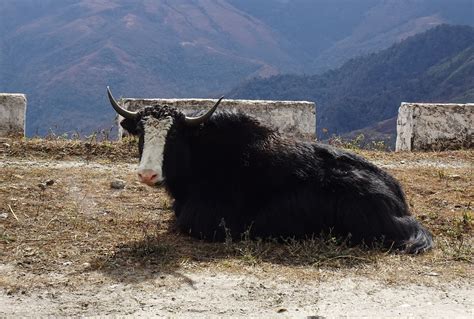 300000 Free Yak Animal And Yak Images Pixabay