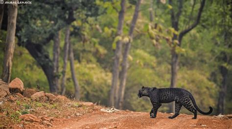 A Rare Black Leopard Spotted Wandering on a Path in India