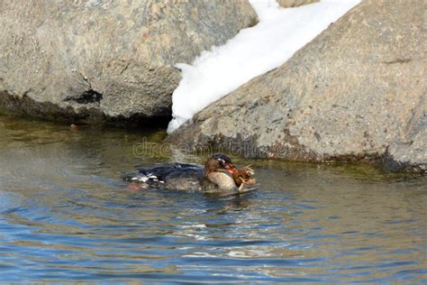 Female Red Breasted Merganser Duck with a Crayfish Stock Photo - Image ...