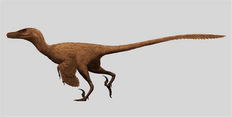 10 Facts About The Velociraptor Dinosaur